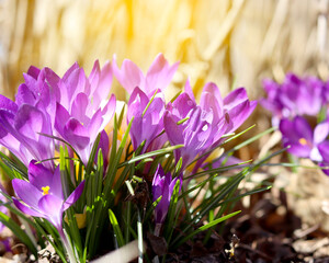 Wild crocuses in the forest. Holiday background. Fresh natural beautiful flowers.