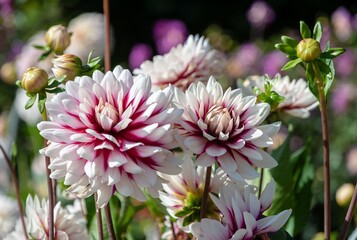 Dahlia × hortensis