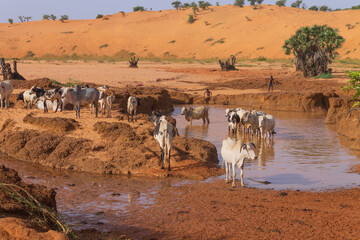 Cows in Africa
