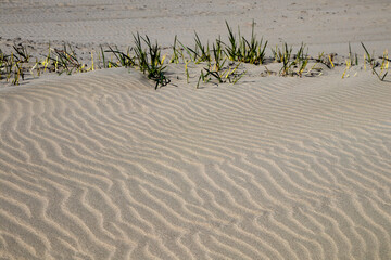 Rippled Sand Dune with Marram Grass at a Coastal Location