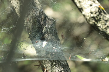 Telaraña