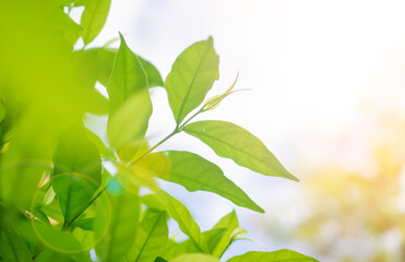 green leaves on a sunny day