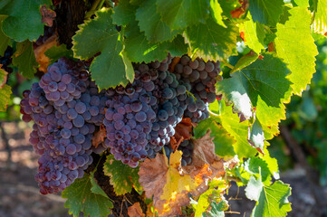 Ripe black or blue syrah wine grapes using for making rose or red wine ready to harvest on...