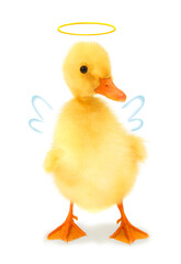 Cute cool duckling angel duck with aureole halo and wings, funny conceptual image