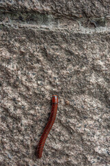 Three Gorges Dam, China - May 6, 2010: Portrait Closeup of black and red millipede on gray-white...