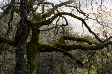 A Tangle of Foliage in Central California
