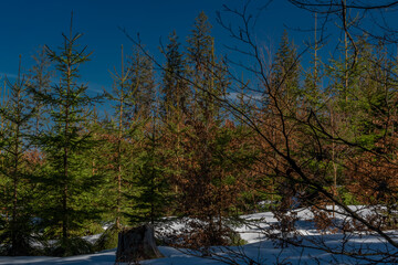 Color spring winter needles forest in mountains of national park Sumava