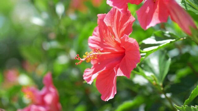 Hibiscus flowers in bloom in 4k slow motion 60fps