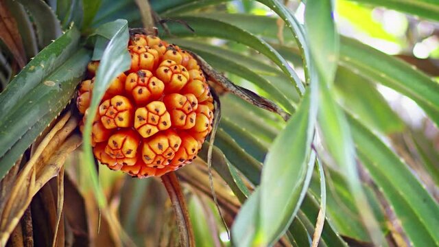 Strange Fruit of a Pandanus Tree in Closeup