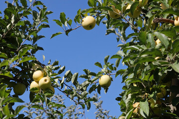 Beautiful and ripe apple in the orchard