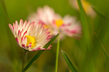 Gänseblümchen mit wunderschönen bokeh auf einer Wiese © Martin