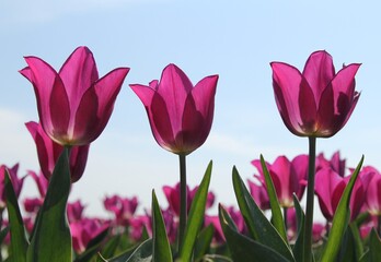 three beautiful purple tulips are blooming in a bulb field in the countryside in holland in the spring sunshine closeup