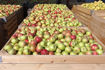 Apple harvest season is in full swing