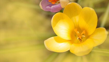Obraz na płótnie Canvas Crocus vernus .Spring Crocus. Spring flowers with yellow petals. Close-up. Macro.