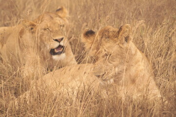 wild lion couple