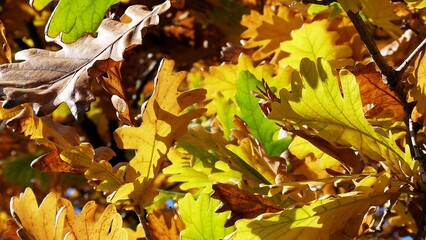 autumn leaves in the park