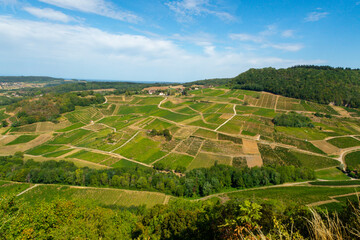 Fototapeta premium Green vineyards located on hills of Jura French region ready to harvest and making red, white and special jaune wine, France