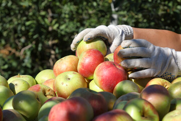 Apple crop or harvesting