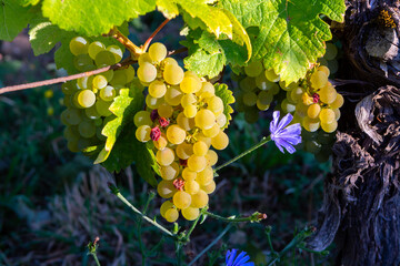 Green vineyards located on hills of  Jura French region, white savagnin grapes ready to harvest and...