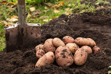 Organic pink red potato harvest close up. Freshly harvested potato with shovel on ground in farm...