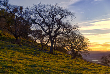 Fototapeta na wymiar Sunset through Bare Oaks in Central California