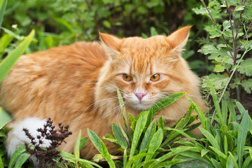 Naklejka na ściany i meble Beautiful fluffy red orange cat with insight attentive smart look lie in green grass outdoors in garden in nature
