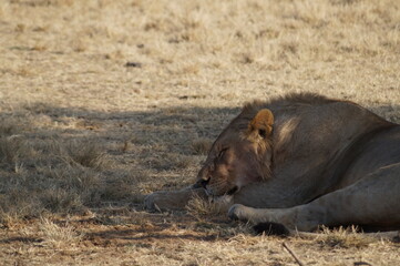 Mittagsschl&auml;fchen