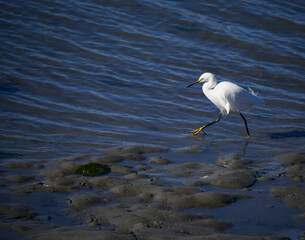 Egret Strolling in Central California