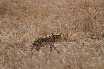 rare serval