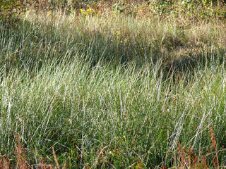 Vue d'herbe de prairie