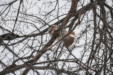 Hawk