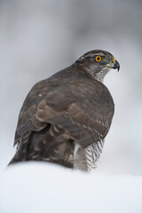 Northern goshawk staying in snow
