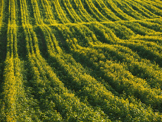 Long yellow filds of olseed rape before harvest, Moravia, Czech Republic
