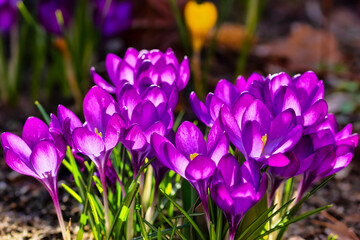 Fr&uuml;hlingsmomente 