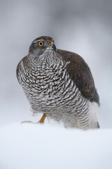 Northern goshawk staying in snow