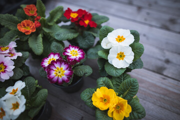 Close up of a beautiful fresh colorful primrose on the grey wood background. Spring is coming. Colorful primrose flower.