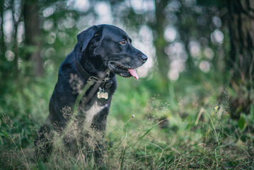 Portrait of a young beautiful black labrador retriever in the forest.