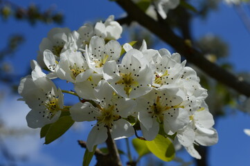 frost in flowering plum 2021
