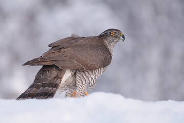 Northern goshawk staying in snow
