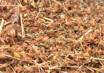 Medicinal hypericum perforatum tea in a plate. Weed tea benefits