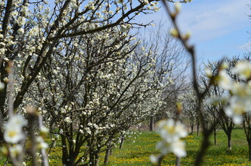 frost in flowering plum 2021
