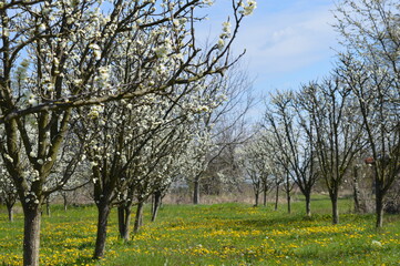 frost in flowering plum 2021