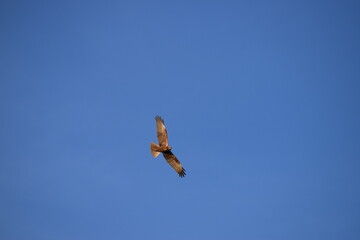 ringed Marsh harrier