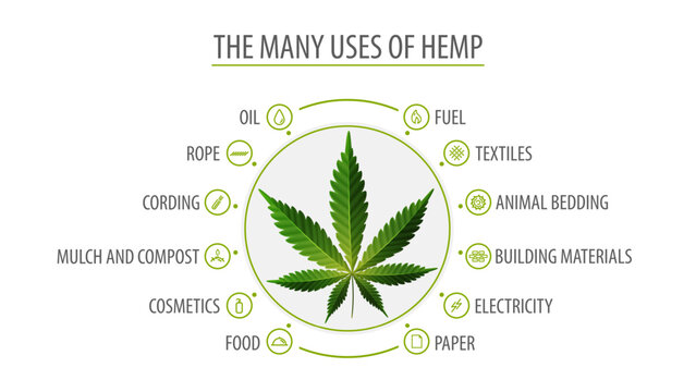Many uses of hemp, white poster with infographic of uses of hemp and greenbush of hemp plant, top view