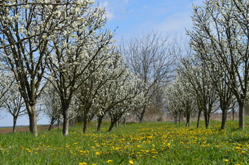 frost in flowering plum 2021