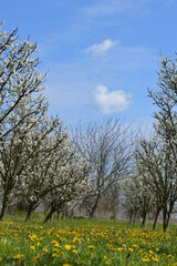 frost in flowering plum 2021