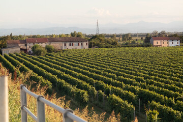 Fototapeta na wymiar Growing field of wine grapes, vineyard, Italy