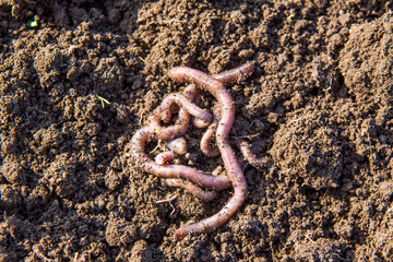 Earthworms in the vegetable garden. Worms loosen the soil. Earthworms are used for fishing.