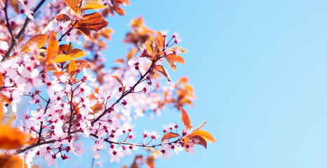 Spring banner. Pink flowers blooming tree over blue sky. Copy space.