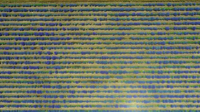 Aerial view of lavender fields in Bulgaria
